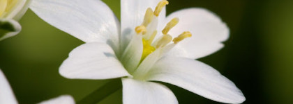 Любовь и ненависть в одном флаконе. Montale Roses Musk