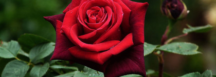 Любовь и ненависть в одном флаконе. Montale Roses Musk