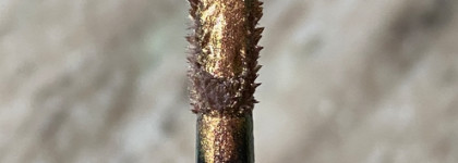 Самые необычные тени в моей коллекции: Natasha Denona Chromium Liquid Eyeshadow - оттенки Infra Nude, Dogbane, Dragonfly