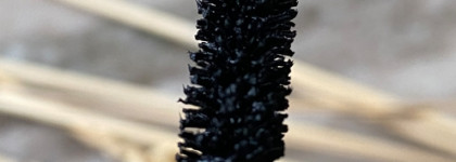 Удачная ли тушь? Pat Mcgrath Labs - FetishEYES Mascara black