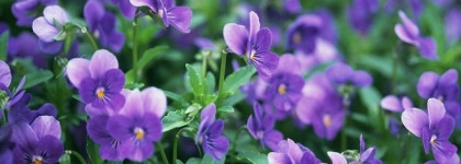 Guelain Météorites Le Parfum - очередная лимитка, за которой будут гоняться, или способ сыграть на тонких нервах поклонников фиалок?