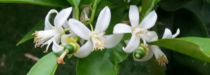 Chanel Cristalle eau Verte - глоток кристально-чистой родниковой воды