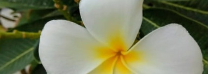 Idole Lancome - элегантный и изящный, как букет невесты