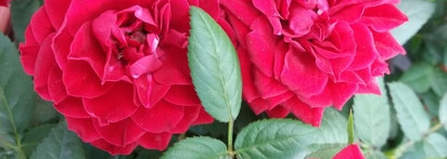 Dior J'adore L'absolu EDP - One Love, мой пьянящий весенний антидепрессант с ярким женственным шлейфом