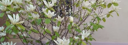 Фееричный цветочный аромат Escada Joyful EDP