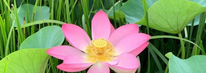 Идеальные нежные ароматы весны - Jo Malone, Guerlain, Dior и Chanel