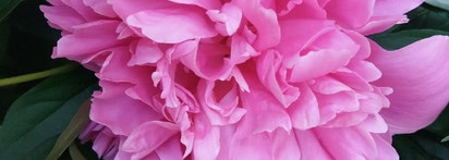 Идеальные нежные ароматы весны - Jo Malone, Guerlain, Dior и Chanel