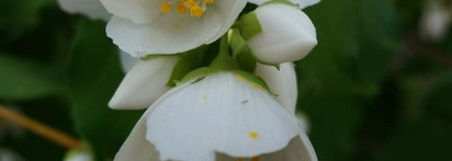 Modern Muse Eau De Parfum Estee Lauder - моя муза вдохновения