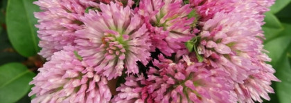 Всё о микроигольных патчах BLOM Microneedles Global Anti-Age