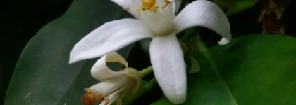 Кофе или белые цветы? Black Opium YSL edt 2018