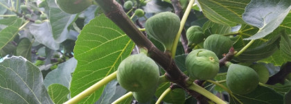 Fig Extasy EDP Mancera