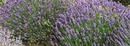 Новинка Trussardi 2021 - Eau de Parfum Trussardi