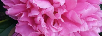 Tangerine Sorbet Edgardio Chilini - мандариново-цветочная феерия