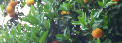 Tangerine Sorbet Edgardio Chilini - мандариново-цветочная феерия