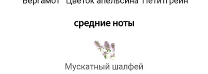 Моя прогулка по Средиземноморью любовью в 7 лет - Velvet Bergamot Dolce&Gabbana EDP