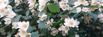 Coco Noir Chanel edp - роскошная осенне-зимняя классика для особого случая