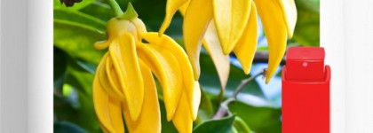 Великолепная семёрка Edgardio Chilini - открытие 2022