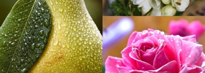 Звонкая груша и сливочная роза. Jo Malone English Pear & Freesia Cologne