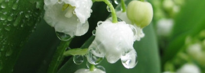 Ландыши, ландыши....История создания советского аромата "Ландыш Серебристый"