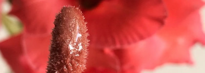 Fenty Beauty Gloss Bomb #Fenty Glow действительно такой идеальный?