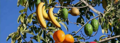 Бананы фламбе с апельсиновым соусом и воздух лесной чащи в аромате Chypre Fruite Montale