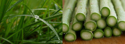 Аромат зелёной травы и кожи тонкой выделки Les Exclusifs de Chanel Bel Respiro