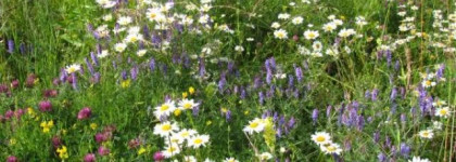 Парфюм в стиле нюд - White Musk Montale