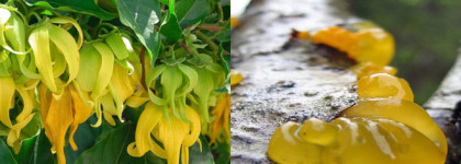 Торжественное настроение с ароматом Jubilation woman Amouage