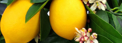 Пустая соточка Cristalle Eau Verte Chanel