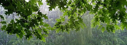 Dahlia Noir L'eau Givenchy или не нишей единой