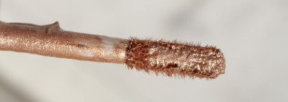 Маленькое солнышко Lux Visage Люминайзер жидкий Glow touch тон 102 (Beige Glow)