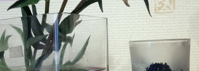 Изумительный питательный скраб для рук от Organic Kitchen by Organic Shop