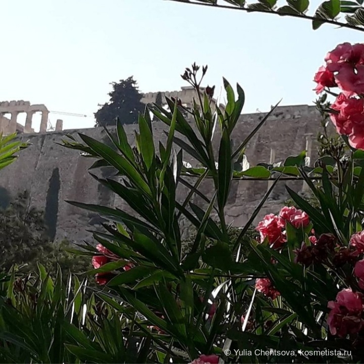 Розовый олеандр на Акрополе.