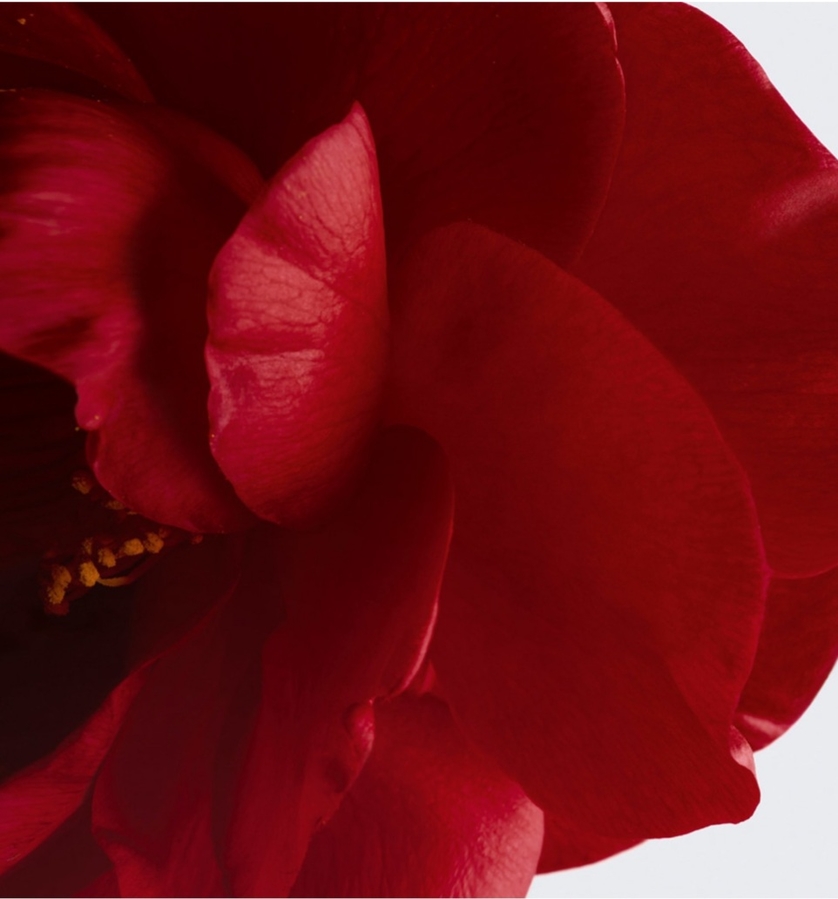 Цветок красной камелии. Скрин с официального сайта марки.
