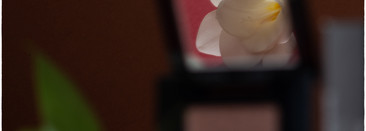 Новинка Shiseido. Моно тени Pop Powder Gel Eye Shadow (08 Suru Suru Taupe)