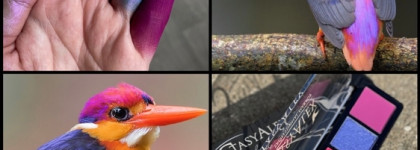 Стася все же не Наташа. Палетка теней Eyeshadows Palette (#E11 Fruit Pigeon) от StasyAlex