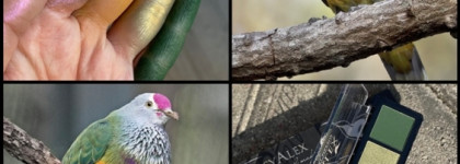 Стася все же не Наташа. Палетка теней Eyeshadows Palette (#E11 Fruit Pigeon) от StasyAlex