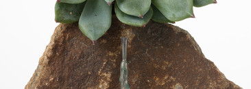 Succulent Garden by Cirque Colors Nail Lacquer