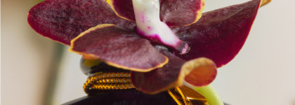 Tom Ford и его бархат_Velvet Orchid