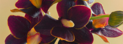 Tom Ford и его бархат_Velvet Orchid