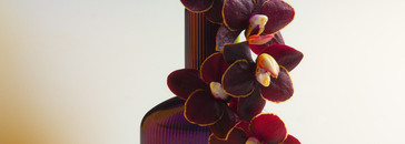 Tom Ford и его бархат_Velvet Orchid
