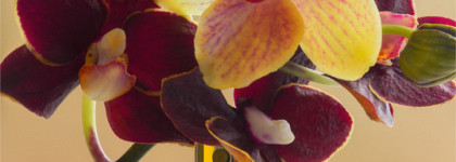 Tom Ford и его бархат_Velvet Orchid