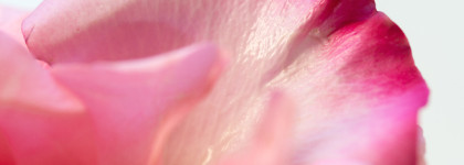 Роза без кофе. Cafe Rose by Tom Ford