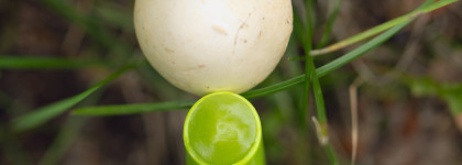 Трава не везде зеленая. MAC squirt plumping gloss stick #15 Like squirt / Essence Juicy bomb glossy butter balm #04 Kiwi to my Heart