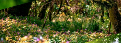 Японская утончённость в мятном Komorebi 9.1(EDP) от Pierre Guillaume Paris