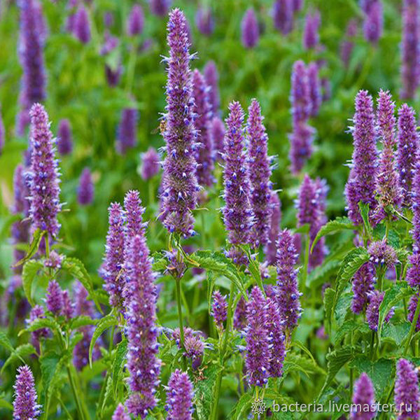 картинки из интернета