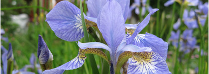 Новинка на парфюмерной полке - свежий Iris (EDP) от Molinard