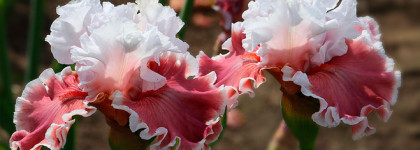 Новинка на парфюмерной полке - свежий Iris (EDP) от Molinard