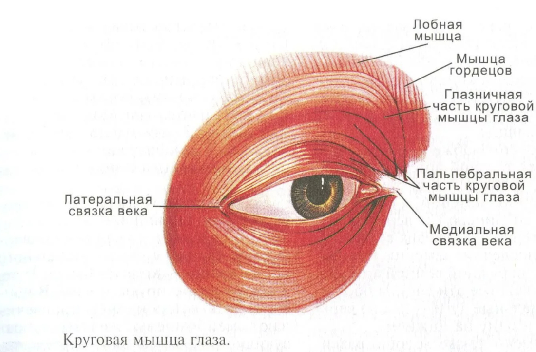 Массажер эффективно работает на стыке лицевых мышцы и круговой мышцы глаза.