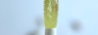 Бюджетные блески для губ с салатовым переливом: Avon и Absolute New York